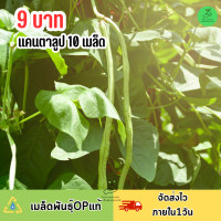 ราคา 9บาท ถั่วฝักยาวไร้ค้าง 20 เมล็ด (21763770686)