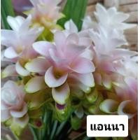 ราคา ปทุมมา 13ชนิด1หัว สั่งขั้นต่ำ3หัว หัว กระเจียวบัว ทิวลิปสยาม นกแก้ว602 ขาวโนวส์ เชียงใหม่พิงค์ ขาวเชียงราย หัวพันธุ์ (21385623600)