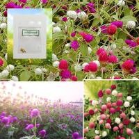 ราคา เมล็ดดอกบานไม่รู้โรยคละสี 5 เมล็ด ซื้อ10แถม1 คละได้ (15789848088)