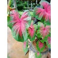 ราคา บอนสีช้างเผือกใบบัว แบบหัว (21307757178)