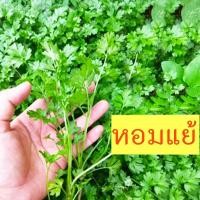 ราคา หอมแย้ ส่งด่วน 10แถม1 ถูกที่สุด10บ เมล็ดพันธุ์หอมแย้ 200 1200เมล็ด งอกง่าย พุ่มใหญ่ หอม (21556516853)