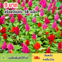 ราคา 9บาท ดอกสร้อยไก่แคระคละสี 50 เมล็ด (21586322870)