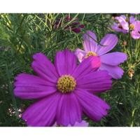 ราคา เมล็ดดอกดาวกระจายฝรั่ง คละสี คอสมอส cosmos ซื้อ 10 แถม 1 คละอย่างได้ (6028026058)