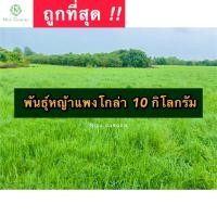 ราคา พันธุ์หญ้าแพงโกล่าสำหรับปลูก บรรจุ 10 กิโลกรัม หญ้าเลี้ยงสัตว์ หญ้าแพงโกล่า (18358144801)
