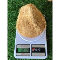 ราคา มะพร้าวกะทิทับสะแก (21716115022)