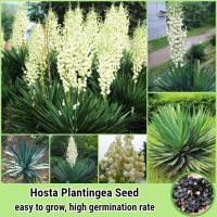 ราคา จุดประเทศไทย 50เมล็ด ห่อ บอนสี เมล็ดพันธุ์ Hosta Plantingea Flower Seed Plants ต้นไม้มงคล เมล็ดบอนสี ต้นไม้มงคลสวยๆ บอนไซ เมล็ดดอกไม้ ต้นบอนไซ บอนสีพันหายาก ดอกไม้ปลูก พันธุ์ดอกไม้ ต้นไม้จริง เมล็ดพัน