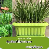 ราคา คุณภาพดี 200 เมล็ด แพ็ค กุยช่าย เมล็ด พืชระเบียงกระถางที่เรียบง่ายในร่มและกลางแจ้ง ผัก เมล็ด ขาย จริง เมล็ดพืช บ้าน ผู้จัดงาน พืชผัก พืชสวน ผัก เมล็ด อินทรีย์ สำหรับการเพาะปลูก (21724282047)