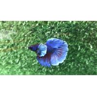 ราคา ปลากัดหูช้าง มีหลากหลายสีสัน คัดเกรด มีรับประกันสินค้า (16428253235)