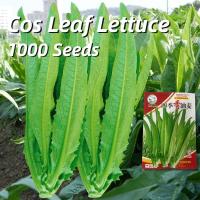 ราคา เมล็ดพันธุ์ โหยวม่ายจีน ผักโหยวม่ายจีน บรรจุ 1000 เมล็ด Cos Leaf Lettuce Seeds Chinese Romaine Lettuce Vegetable Seeds เมล็ดพันธุ์ผัก ผักออร์แกนิก เมล็ดบอนสี ผักสวนครัว ต้นไม้มงคล บอนไซ พันธุ์ผัก เมล็