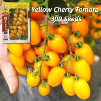 ราคา เมล็ดพันธุ์ มะเขือเทศ เชอรี่ สีเหลือง บรรจุ 250 เมล็ด Gold Yellow Cherry Tomato Seed Fruit Seeds for Planting มะเขือเทศเชอรี่ เมล็ดผลไม้ เมล็ดพันธุ์ผัก ผักสวนครัว บอนไซ ผักออร์แกนิก พันธุ์ไม้ผล พันธุ์