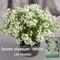 ราคา ของแท้ 100 เมล็ดพันธุ์ ดอกอลิสซัมสีขาว บรรจุ 20 เมล็ด Bonsai Sweet Alyssum Seed Lobularia maritima Carpet of snow White Alyssum Flower Seed บอนสี เมล็ดดอกไม้ บอนสีราคาถูก เมล็ดบอนสี ต้นไม้มงคล ไม้ประด
