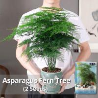 ราคา ของแท้ 100 เมล็ดพันธุ์ หน่อไม้ฝรั่งเฟิร์นต้น บรรจุ 2 เมล็ด Asparagus Fern Tree Plant Seeds เมล็ดดอกไม้ ต้นไม้มงคล เมล็ดบอนสี บอนสี บอนสีราคาถูก บอนไซ ต้นไม้ ไม้ประดับมงคล เมล็ดพันธุ์ดอกไม้ ต้นบอนไซ พั