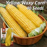 ราคา เมล็ดพันธุ์ ข้าวโพดหวาน สีเหลือง เมล็ดข้าวโพดข้าวเหนียว บรรจุ 40 เมล็ด Yellow F1 Sweet Corn Seed เมล็ดข้าวโพด เมล็ดพันธุ์แท้OP เมล็ดพันธุ์ผัก ผักออร์แกนิก พันธุ์ผัก เมล็ดผลไม้ เมล็ดผัก ผักสวนครัว บอนไ