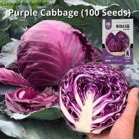 ราคา เมล็ดพันธุ์ กะหล่ำปลี ม่วง บรรจุ 100เมล็ด Purple Cabbage Seed Vegetable Seeds for Planting เมล็ดพันธุ์แท้ OP แท้ เมล็ดกะหล่ำปลี เมล็ดพันธุ์ผัก ผักสวนครัว บอนไซ บอนสี ผักออร์แกนิก พันธุ์ผัก เมล็ดผัก เม