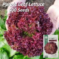 ราคา เมล็ดพันธุ์ ผักกาดหอมแดง บรรจุ 500 เมล็ด Red Lettuce Seeds Vegetable Seeds for Planting เมล็ดผักกาดหอม ผักสลัด เมล็ดพันธุ์ผัก เมล็ดพันธุ์แท้ OP ผักสวนครัว ผักออร์แกนิก พันธุ์ผัก เมล็ดผัก เมล็ดพันธุ์พื