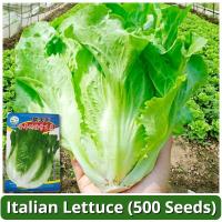 ราคา เมล็ดพันธุ์ ผักกาดหอม บรรจุ 500 เมล็ด Fresh Italian Lettuce Seeds Hydroponics Vegetable Seeds for Planting ผักสลัด ผักออร์แกนิก เมล็ดพันธุ์ผัก บอนไซ พันธุ์ผัก เมล็ดบอนสี เมล็ดผัก ผักสวนครัว เมล็ดพันธุ