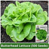 ราคา เมล็ดพันธุ์ ผักกาดหอมบัตเตอร์เฮด บรรจุ 500เมล็ด Butterhead Lettuce Seed Vegetable Seeds for Planting บัตเตอร์เฮด ผักสลัด ผักออร์แกนิก เมล็ดพันธุ์ผัก บอนไซ พันธุ์ผัก เมล็ดผัก เมล็ดพันธุ์พืช ผักสวนครัว 