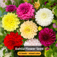 ราคา อัตรางอกสูง เมล็ดพันธุ์ ดอกรักเร่คละสี เมล็ดรักเร่ Mixed Dahlia Flower Seed บรรจุ 10 เมล็ด เมล็ดดอกไม้ เมล็ดบอนสี ต้นไม้มงคล บอนสี เมล็ดพันธุ์ดอกไม้ ดอกไม้จริง ไม้ประดับมงคล พันธุ์ดอกไม้ ดอกไม้ปลูก แต