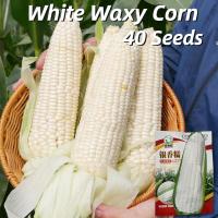 ราคา เมล็ดพันธุ์ ข้าวโพด สีขาว เมล็ดข้าวโพดข้าวเหนียว ประมาณ 40 เมล็ด White Corn Seeds for Planting เมล็ดข้าวโพด F1 เมล็ดข้าวโพดขาว เมล็ดพันธุ์แท้OP เมล็ดพันธุ์ผัก ผักออร์แกนิก บอนไซ พันธุ์ผัก เมล็ดผัก ผัก