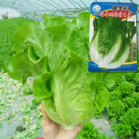 ราคา เมล็ดพันธุ์ผักกาดหอม เมล็ดผักกาดหอม Lettuce Seeds Vegetable Seeds for Planting Italian Lettuce Butterhead Lettuce Purple Leaf Lettuce Crisphead Lettuce Iceberg Lettuce เมล็ดพันธุ์ผัก ผักสวนครัว ผักออร
