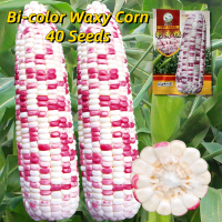 ราคา เมล็ดพันธุ์ข้าวโพด สองสี เมล็ดข้าวโพดข้าวเหนียว บรรจุ 40 เมล็ด Bi color Waxy Corn Seeds for Planting เมล็ดข้าวโพด F1 เมล็ดพันธุ์ผัก ผักสวนครัว ข้าวโพดเทียน ผักออร์แกนิก พันธุ์ผัก เมล็ดผัก เมล็ดพันธุ์แ