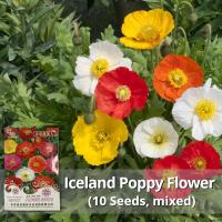 ราคา ของแท้ 100 เมล็ดพันธุ์ ดอกป๊อปปี้ เมล็ดดอกป๊อปปี้ คละสี บรรจุ 10เมล็ด California Poppy Iceland Poppy Flower Seeds เมล็ดดอกไม้ พันธุ์ดอกไม้ บอนสีราคาถูก เมล็ดบอนสี ต้นไม้มงคล บอนสี ดอกไม้จริง ไม้ประดับ