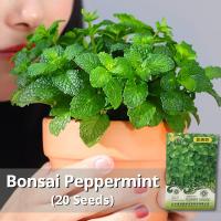 ราคา ของแท้ 100 เมล็ดพันธุ์ สะระแหน่ เมล็ดสะระแหน่ บรรจุ 20 เมล็ด Bonsai Peppermint Seeds Fresh Edible Mint Plant Herbs Seeds เมล็ดดอกไม้ พืชไล่ยุง ผักสวนครัว เมล็ดพันธุ์ผัก เมล็ดบอนสี ต้นไม้มงคล พันธุ์ดอก