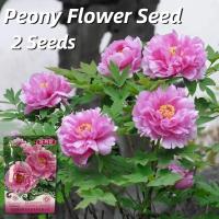 ราคา เมล็ดพันธุ์ ดอกโบตั๋น บรรจุ 2 เมล็ด Peony Flower Seeds เมล็ดดอกโบตั๋น พันธุ์ดอกไม้ เมล็ดดอกไม้ ดอกไม้จริง ต้นไม้มงคล บอนสี เมล็ดบอนสี บอนไซ ต้นไม้ ไม้ประดับมงคล ดอกไม้จริง บอนสีราคาถูก ต้นบอนไซ ดอกไม้
