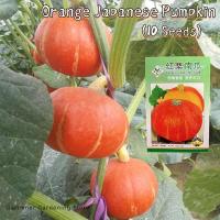 ราคา ของแท้ 100 เมล็ดพันธุ์ ฟักทองญี่ปุ่น เมล็ดฟักทองญี่ปุ่นสีส้ม บรรจุ 10 เมล็ด F1 Orange Japanese Pumpkin Seeds for Planting Vegetable Plants เมล็ดฟักทอง เมล็ดพันธุ์ผัก ผักสด ผักออร์แกนิก เมล็ดบอนสี ผักส