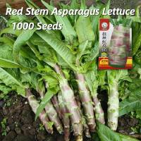 ราคา เมล็ดพันธุ์ ผักกาดหอมต้นกำเนิด บรรจุ1000 เมล็ด Red Stem Asparagus Lettuce Seed Vegetable Seeds for Planting เมล็ดพันธุ์ผัก ผักสวนครัว บอนไซ ผักออร์แกนิก พันธุ์ผัก เมล็ดผัก ต้นไม้มงคล เมล็ดพันธุ์พืช ปล