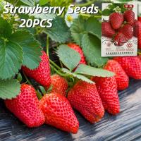 ราคา เมล็ดพันธุ์ สตอเบอรี่ สุดหวาน บรรจุ 20 เมล็ด Strawberry Plant Fruit Seeds เมล็ดสตรอเบอร์รี่ สตอเบอรี่สด เมล็ดพันธุ์ผลไม้ ผลไม้อินทรีย์ เมล็ดสตอเบอรี่ ต้นไม้ผลกินได้ เมล็ดผลไม้ สตรอเบอร์รี่ พันธุ์ไม้ผล