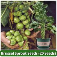 ราคา เมล็ดพันธุ์ กะหล่ำดาว บรรจุ 20 เมล็ด Brussels Sprouts Seed Vegetable Seeds for Planting เมล็ดกะหล่ำบรัสเซลส์ F1 เมล็ดพันธุ์แท้ OP เมล็ดผักสวนครัว เมล็ดพันธุ์ผัก บอนไซ ผักสวนครัว ปลูกผัก ผักออร์แกนิก พ