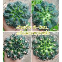 ราคา ถูกที่สุด แคคตัสยิมโนบัลเดียนั่ม Gymnocalycium Baldianum กระบองเพชร ไม้อวบน้ำ cactus succulent (10837825736)