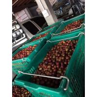 ราคา เชอรี่ดอย 1 กก (21665127640)