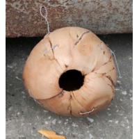 ราคา ลูกมะพร้าวทำรัง นกหงส์หยก กระรอก กระแต ซูการ์ฯ (10700145956)