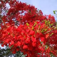 ราคา 35 เมล็ด ดอกนกยูง นกยูงฝรั่ง อินทรี ดอกสีแดง (21282668107)