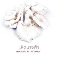 ราคา เห็ดนางฟ้า 100 กรัม l พร้อมส่ง สด ใหม่ ทุกวัน (21406359355)