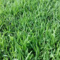 ราคา 2000 เมล็ด หญ้านวลน้อย Manila Grass ปลูกเป็นสนาม (21791541295)