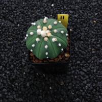 ราคา Astrophytum แคคตัส กระบองเพชร ถูกๆ สวยๆ AA05 (17807293611)