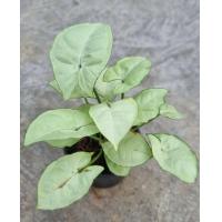 ราคา ต้นออมเงิน กระถาง 3 นิ้ว ส่งพร้อมกระถาง ไม้จิ๋ว (21540423797)