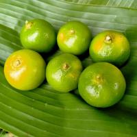 ราคา มะนาวสด มะนาวสวน มะนาวแป้นพิจิตร lemon 6 ลูก ขนาด เส้นผ่านศูนย์กลาง 1 5 1 8 นิ้ว (19426577703)