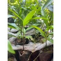 ราคา ต้นมั่งมี มั่งมีเงินทอง ปลูกให้ร่มเงา เสียหายเคลมฟรี (21718549554)