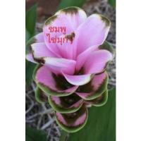 ราคา ปทุมมา 13ชนิด1หัว สั่งขั้นต่ำ3หัว หัว กระเจียวบัว ทิวลิปสยาม นกแก้ว602 ขาวโนวส์ เชียงใหม่พิงค์ ขาวเชียงราย หัวพันธุ์ (20953786084)