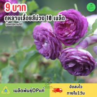 ราคา 9 บาท กุหลาบเลื้อยสีม่วง 10 เมล็ด (21532923585)