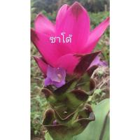 ราคา ปทุมมา 13ชนิด1หัว สั่งขั้นต่ำ3หัว หัว กระเจียวบัว ทิวลิปสยาม นกแก้ว602 ขาวโนวส์ เชียงใหม่พิงค์ ขาวเชียงราย หัวพันธุ์ (20953786090)