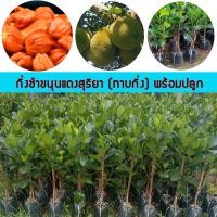 ราคา ขนุนแดงสุริยา ขนุน ขนุนแดง ต้นขนุนเตี้ย ต้นขนุน ไร้ยาง ต้นขนุนพันธุ์ ต้นขนุนปีเดียว (21490471346)