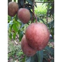 ราคา ต้นมะม่วงน้ำตาลเตา มีลักษณะประจำพันธุ์คือ เวลาผลแก่จัดหรือสุกเนื้อในจะเป็นสีเหลืองคล้ายกับสีของน้ำตาลปีบ จัดส่งพร้อมถุง 8 นิ้ว ลำต้นสูง 90 100 ซม (20978443356)