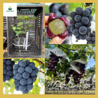 ราคา องุ่นเคียวโฮญี่ปุ่น องุ่นเคียวโฮญี่ปุ่น ต้นทาบสูง 40 60 ซม รสผลไม้อ่อน ๆ กลิ่นหอมไวน์องุ่น (21462321312)