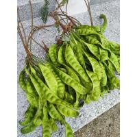 ราคา สะตอสด จากภาคใต้ 10 ฝัก (17431230467)