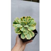 ราคา ต้นทองอำพัน ไม้มงคล ในกระถาง 6 นิ้ว (21535024763)